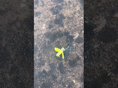 Безопасный Фейерверк Бэмбл Би, Фейерверк Мандарин Toy Story CECE сертифицированный